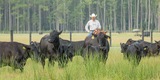 Cattle Breeding