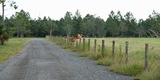 Deer and Elk breeding