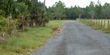 Deer and Elk breeding