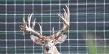 Deer and Elk breeding