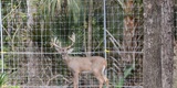 Deer and Elk breeding