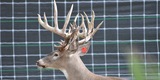 Deer and Elk breeding