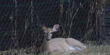 Deer and Elk breeding