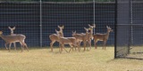 Deer and Elk breeding