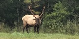Deer and Elk breeding