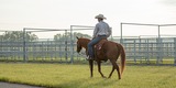 Cattle Breeding