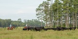 Cattle Breeding