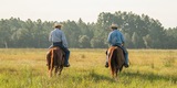 Cattle Breeding